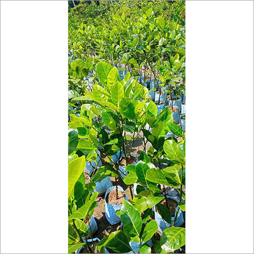 Pink Jackfruit Plant