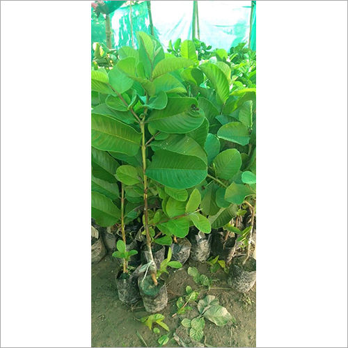 Red Diamond Guava Plant