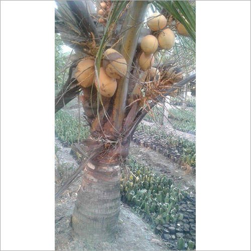 Vietnam Coconut Tree