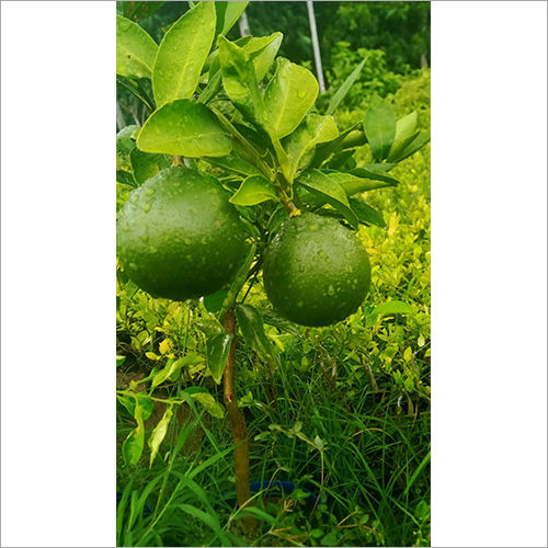 Green Vietnam Malta Plant