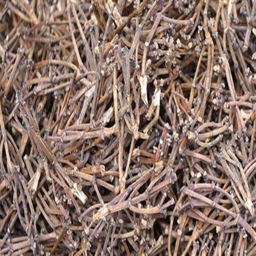 CLOVES STEM