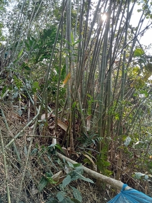 D. Longispathous