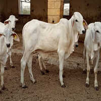 Tharparkar Cow - Female, White Color | Dual-purpose Breed For Dairy Production & Drafting, Resilient To Harsh Environments