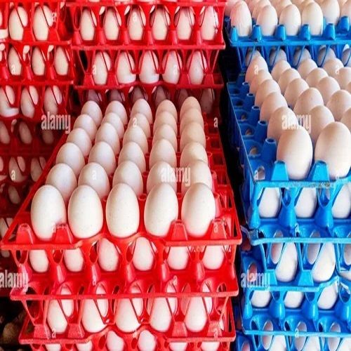 Multiple Colour Plastic Egg Tray