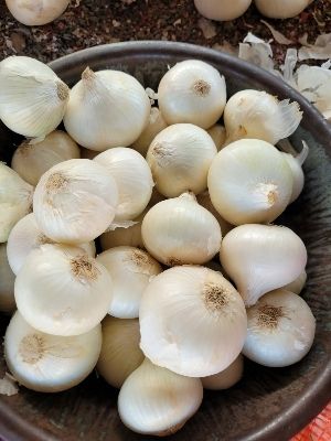 White onion