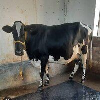 HF Cow