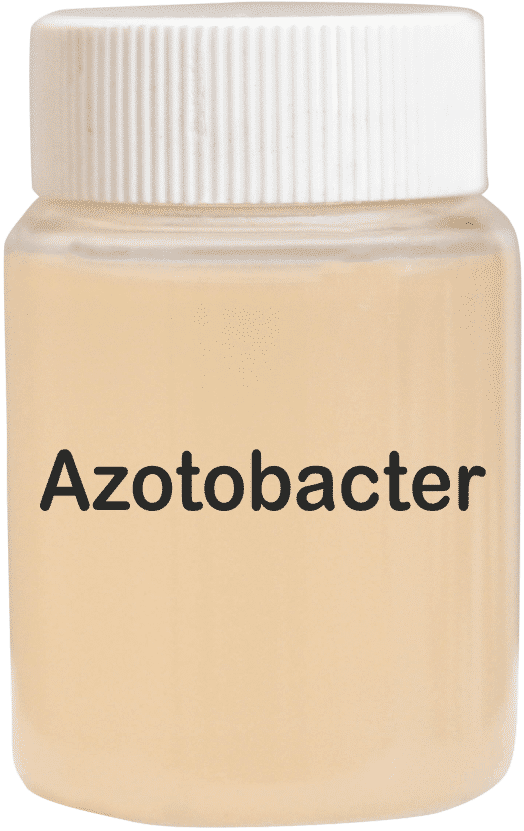 Azotobacter Bio Fertilizer - Application: Agriculture