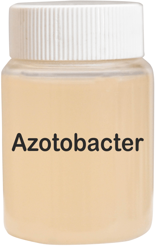 Azotobacter Bio Fertilizer - Liquid Organic Fertilizer | Natural Nitrogen Fixation, Promotes Plant Growth, Enhances Soil Fertility