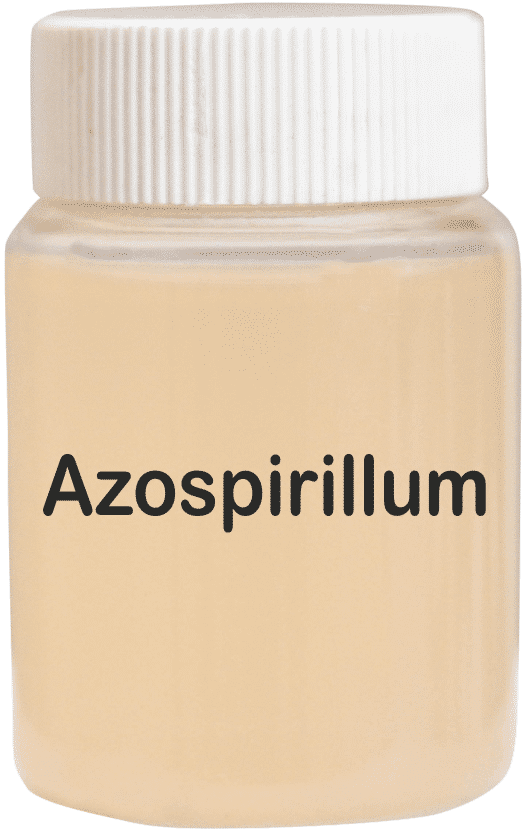 Azospirillum Bio Fertilizer