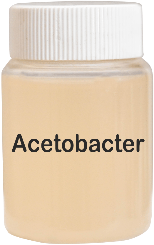 Acetobacter Bio Fertilizer