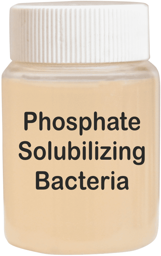 Phosphate Solubilizing Bacteria