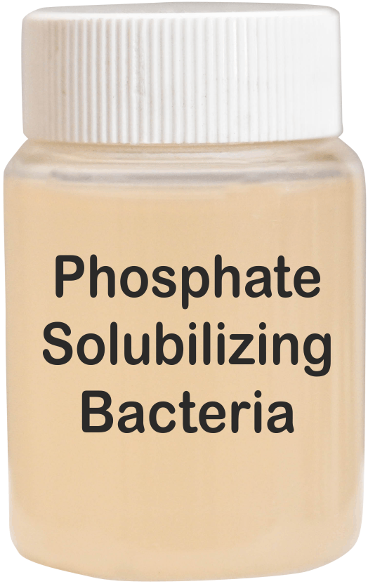 Soil Phosphate Activator Bacteria - Application: Agriculture