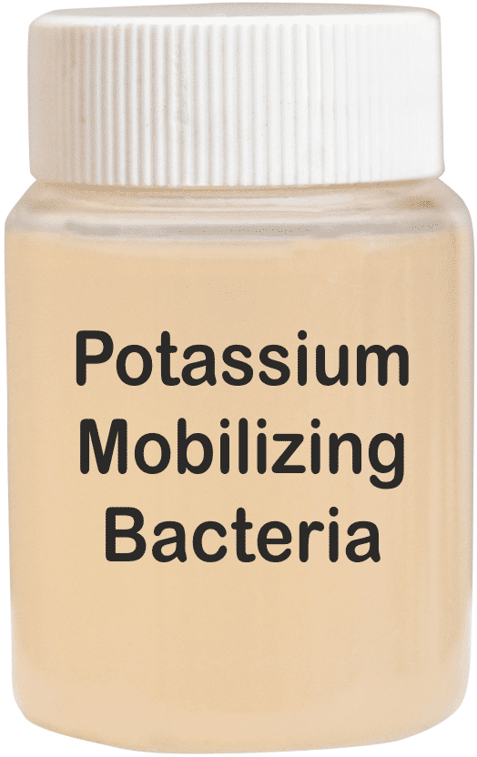 Potassium Mobilizing Bacteria - Liquid Organic Fertilizer | Enhances Nutrient Uptake, Reduces Potash Fertilizer Use by 50-60%, High Soil pH Tolerance