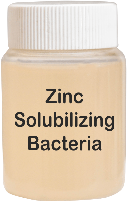 Zinc Solubilizing Bacteria - Liquid Organic Fertilizer | Enhances Plant Growth, Improves Crop Yield, Mobilizes Zinc in Soil