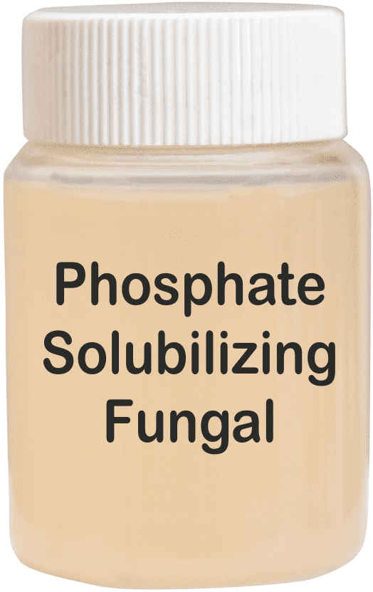 Phosphate Solubilizing Fungal