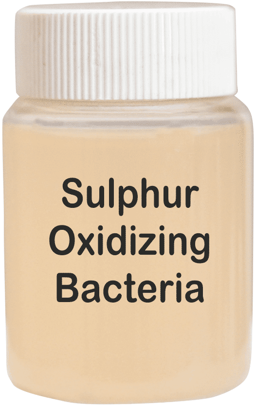 Sulphur Oxidizing Bacteria