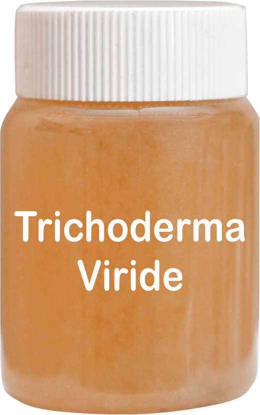 Trichoderma Viride - Organic Biological Agent, High-Efficiency Fungicide for Soil Health and Seedling Resilience