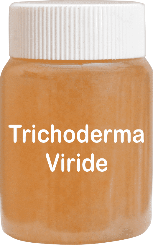 Trichoderma Viride