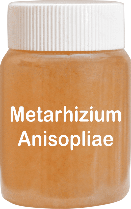 Metarhizium Anisopliae Bio Pesticide Technical