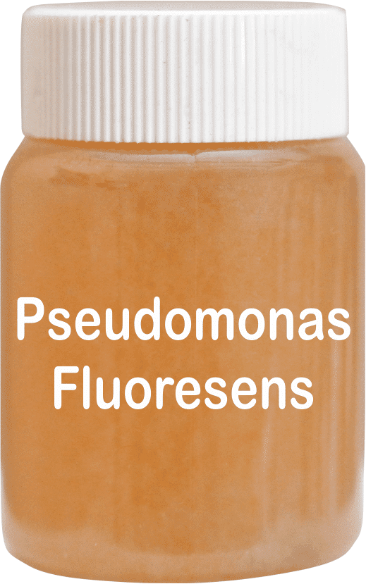 Pseudomonas Technical