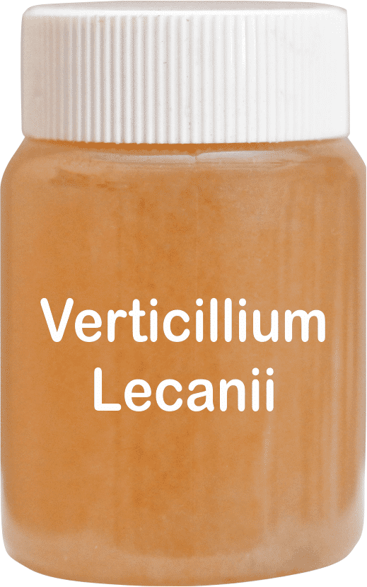 Verticillium Lecanii Technical