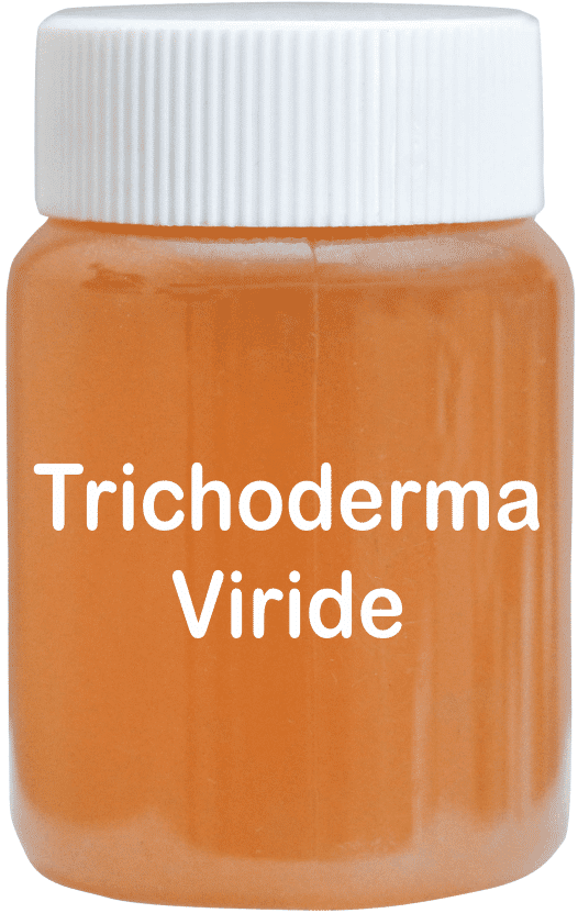 Trichoderma Viride