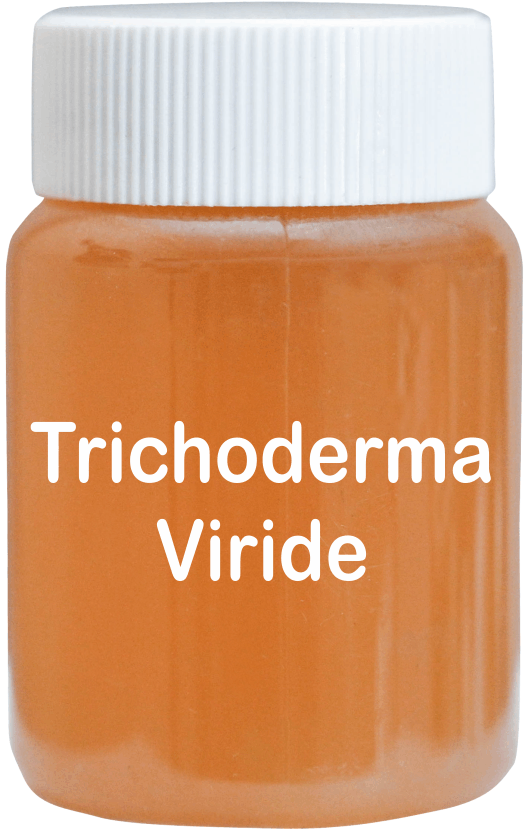 Trichoderma Viride - Organic Biological Agent for Soil Fungus Control | High-Efficiency Insecticide, Fungicide, Herbicide with Antagonism Effect