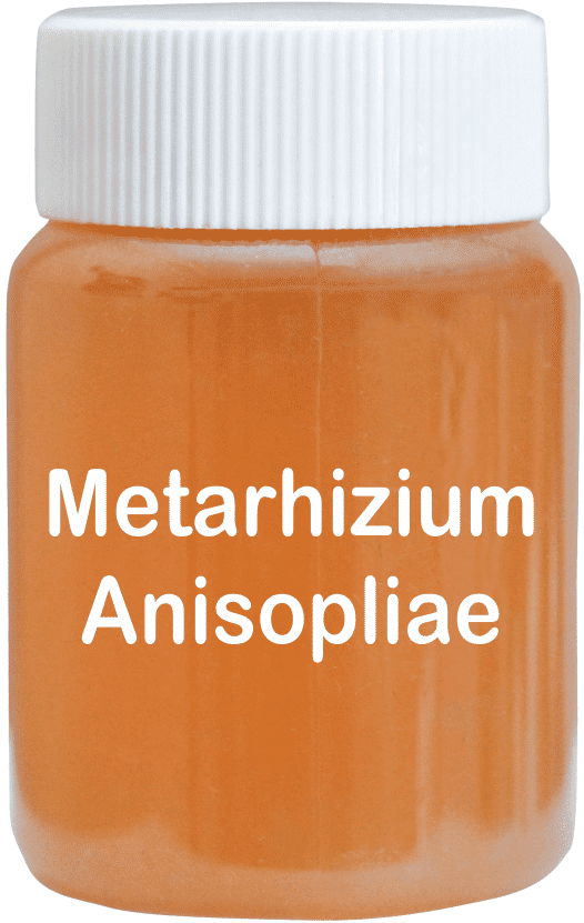 Metarhizium Anisopliae Bio Pesticide Liquid