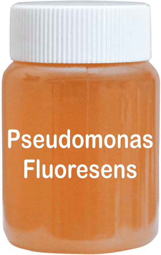 Pseudomonas Liquid