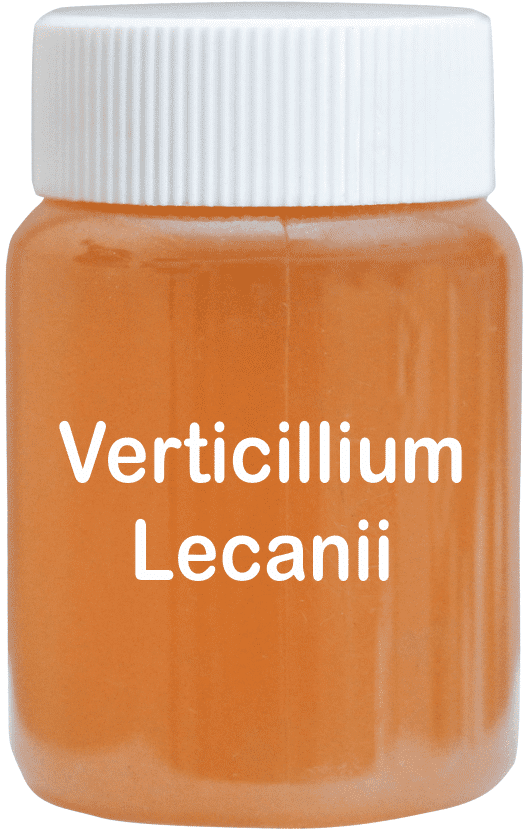 Verticillium Lecanii Liquid