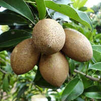 Thai Chiku Plant