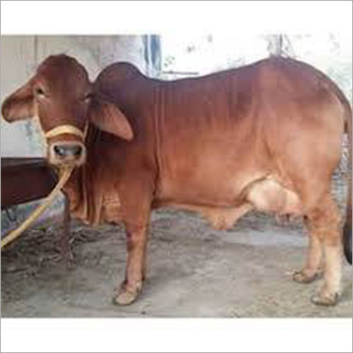 Live Sahiwal Cow