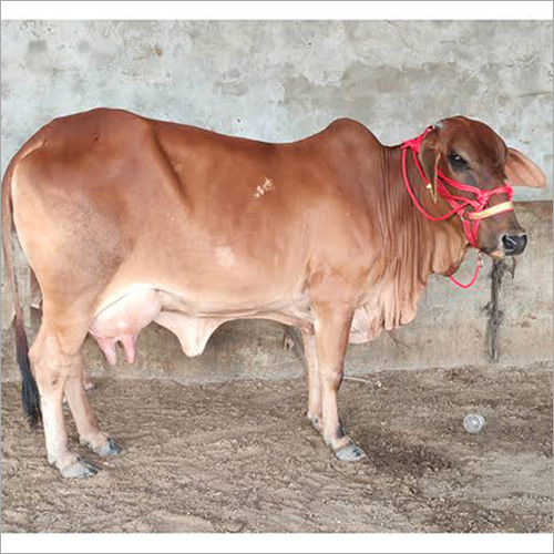 Live Sahiwal Cow