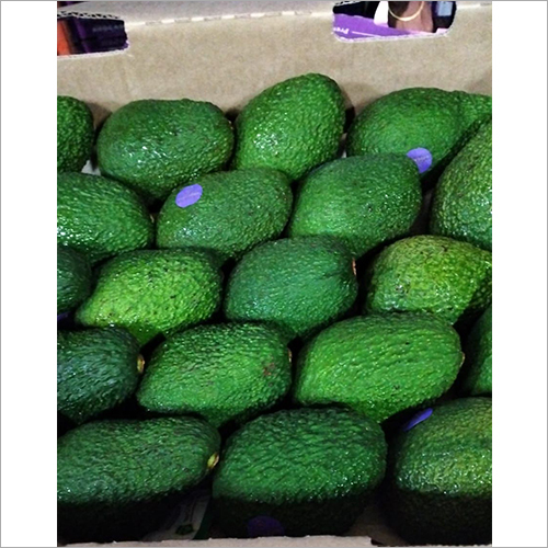 Green Imported Avocado