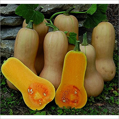 Butternut Squash