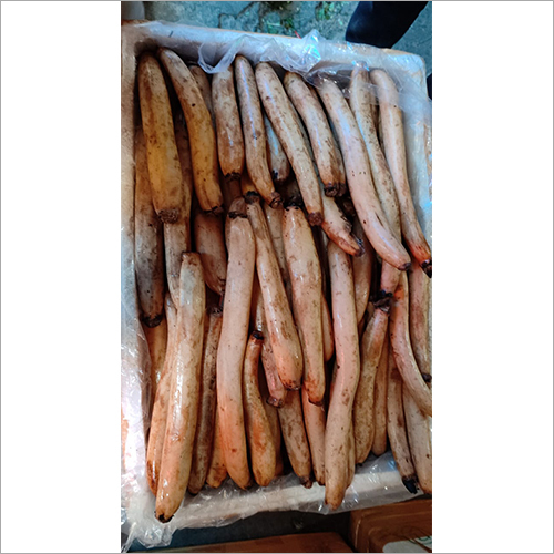 Lotus Roots