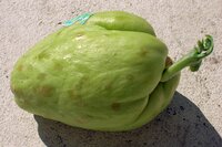 Chow Chow Seeds