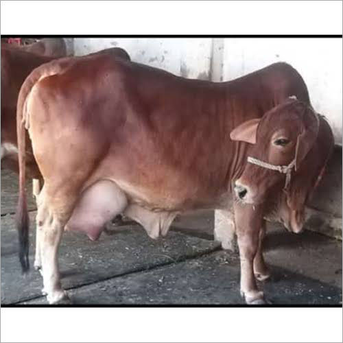 Breed Sahiwal Cow