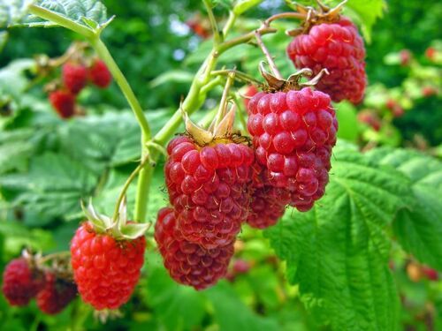 Raspberry Essential Oil