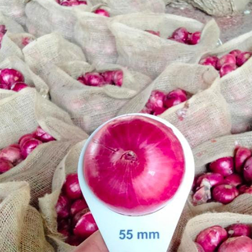 55 mm Red Onion