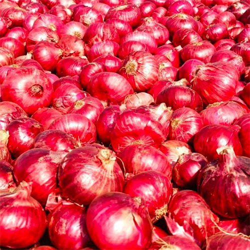 Fresh Red Onion