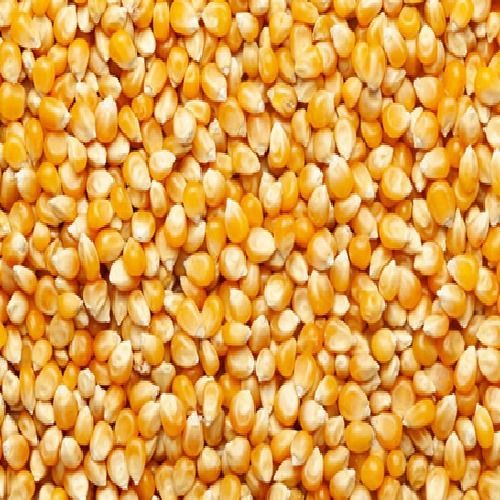 Yellow Maize