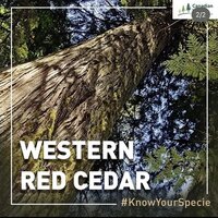 Western Red Cedar - Natural Resistance, Lightweight Elegance | Ideal For Outdoor And Interior Applications, Versatile For Decking, Siding, Shingles, Greenhouses, Saunas