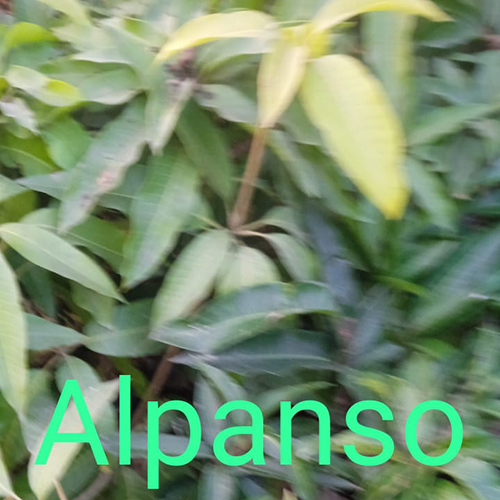 Alphanso Mango Plant Shelf Life: 2-3 Years