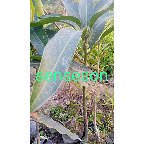 Senseason Plant Shelf Life: 2-3 Years