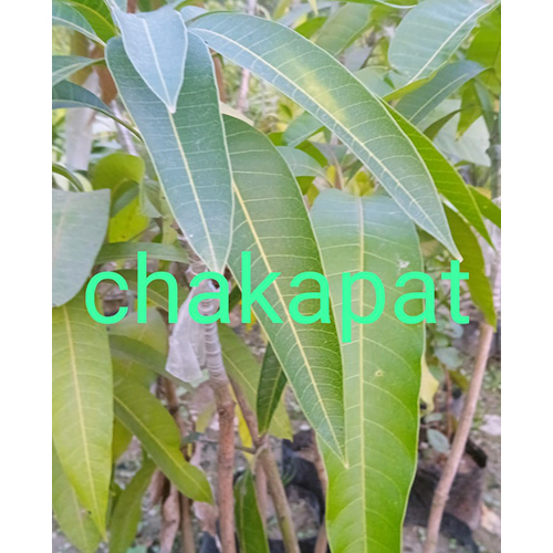 Chakapat Plant