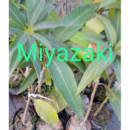 Miyazaki Plant