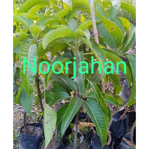 Noorjahan Plant Shelf Life: 2-3 Years