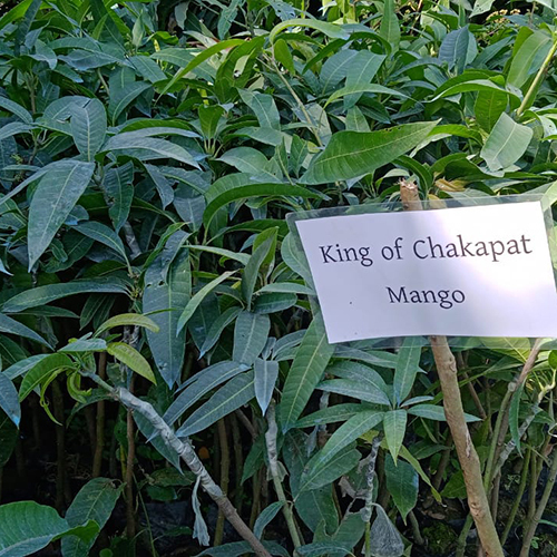 King of Chakapat Mango Plant