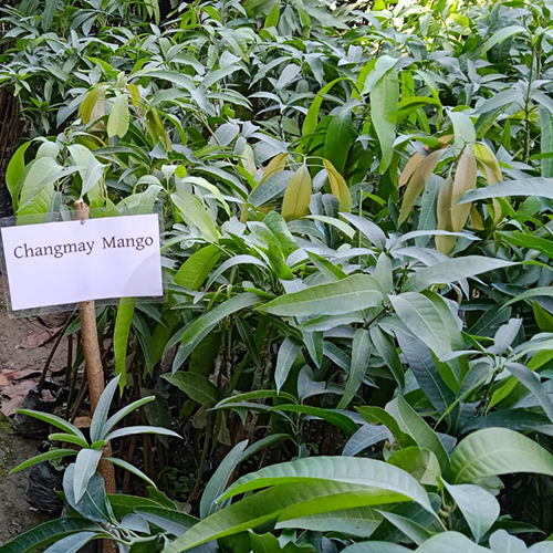 Chiang Mai Mango Plant